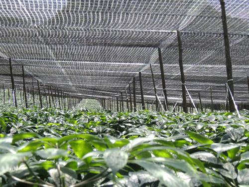 Sun Shade Netting
